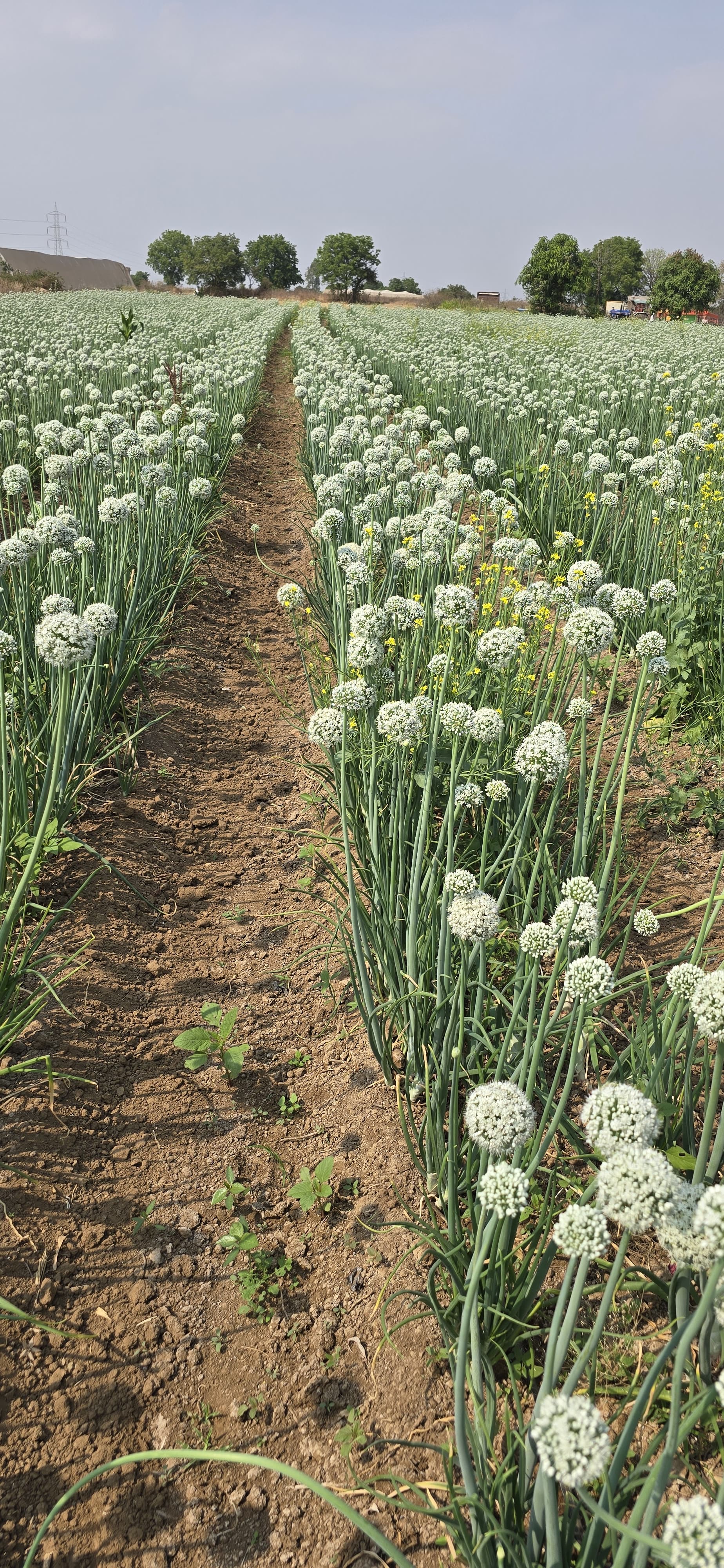 Field Trials