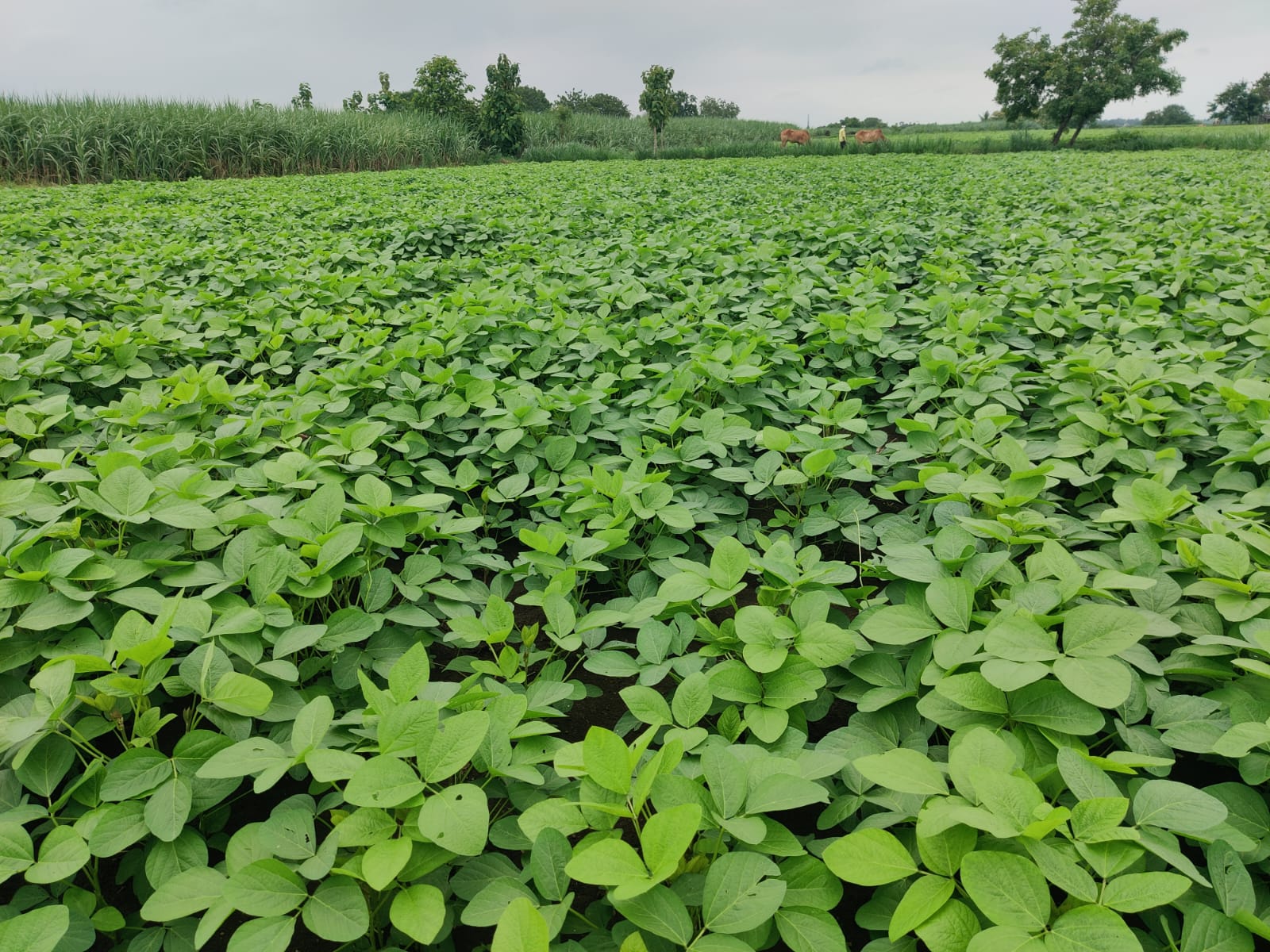 Field Crop Seeds