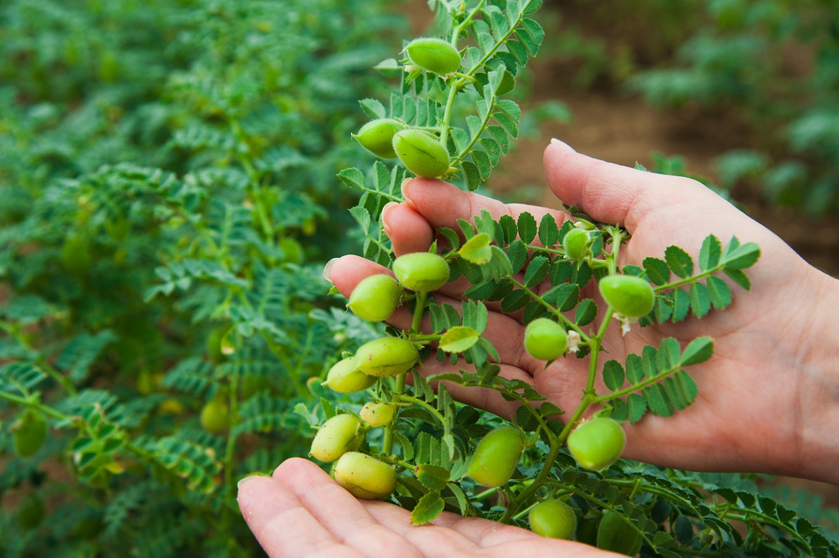 Gram Seeds