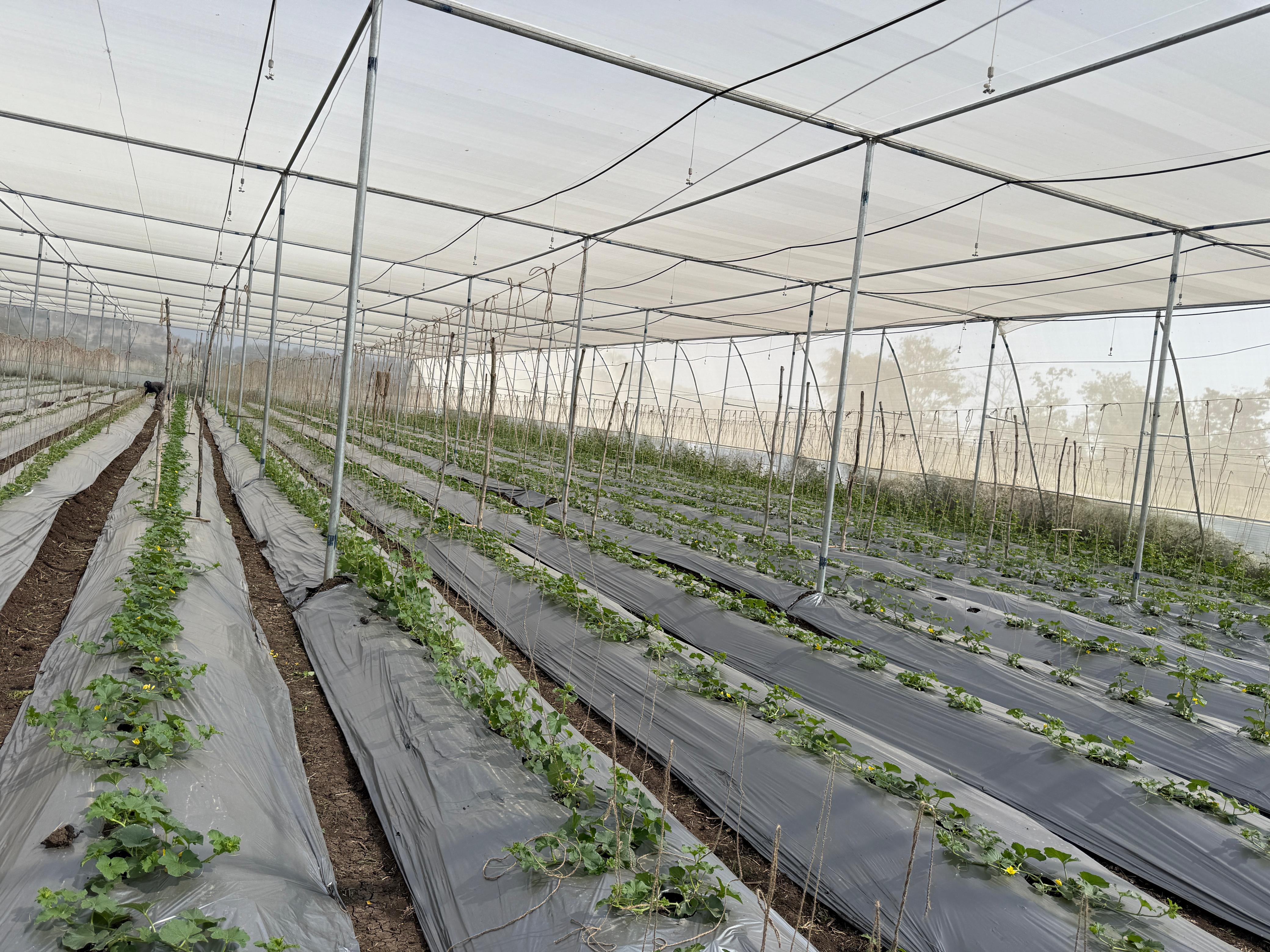 Greenhouse