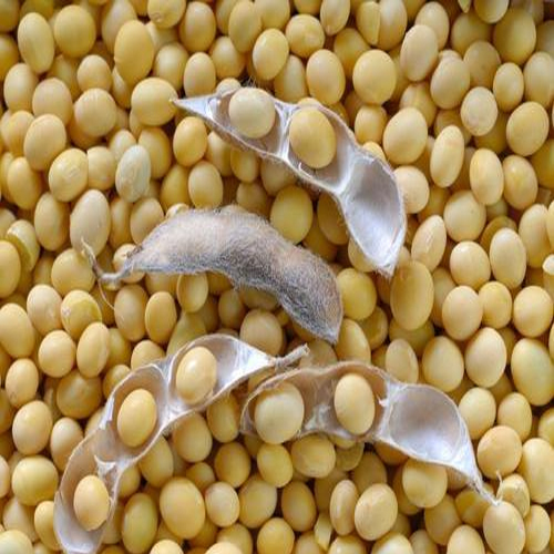Hybrid Soyabean
