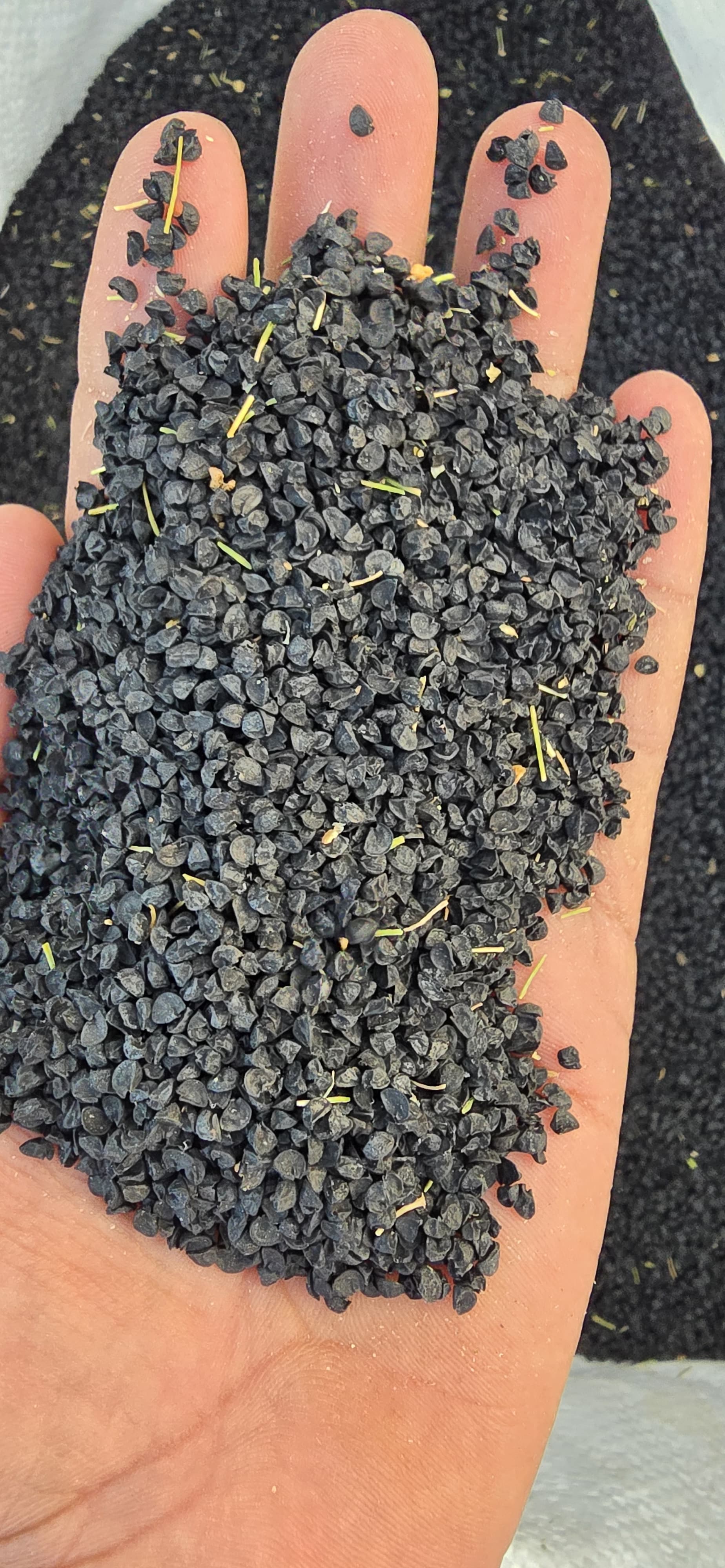 Seed Testing