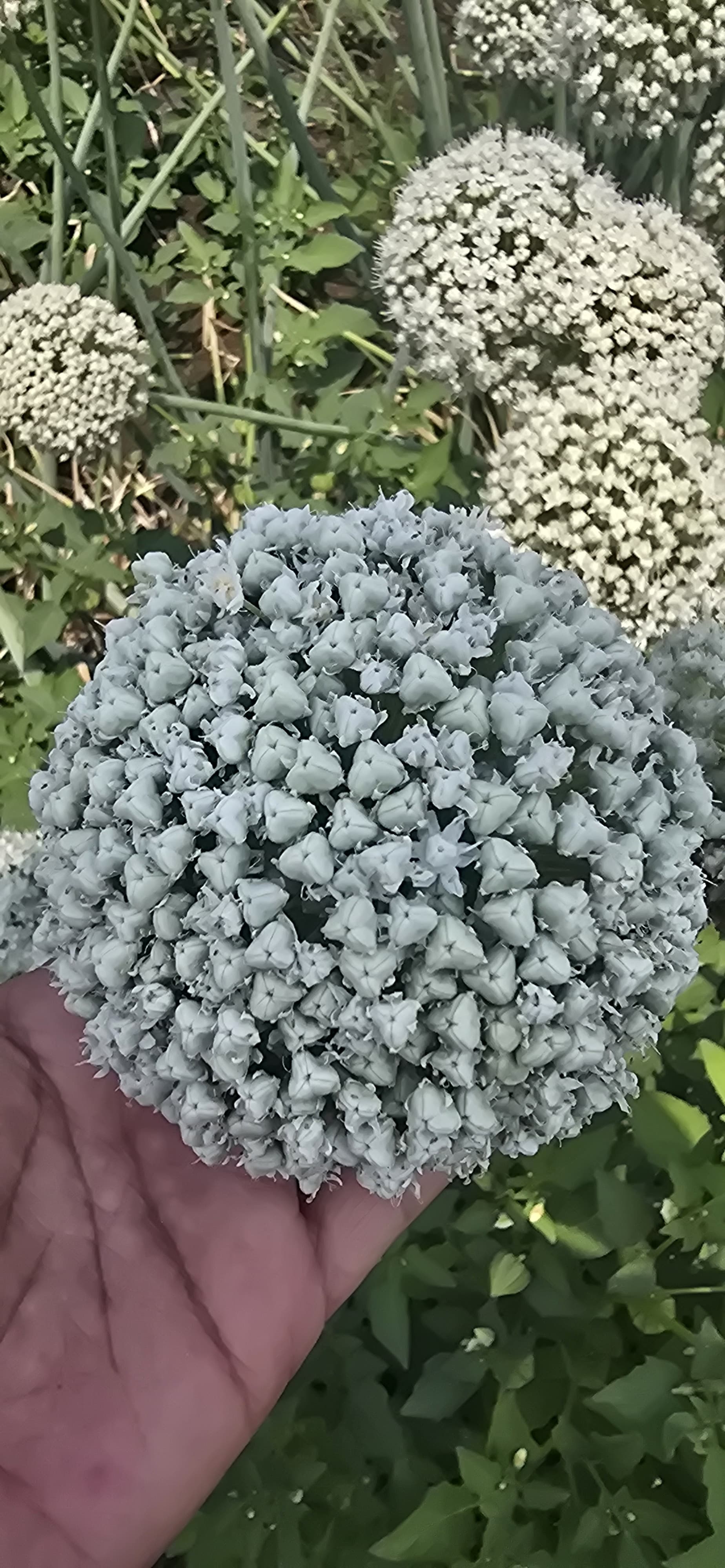 Vegetable Seeds