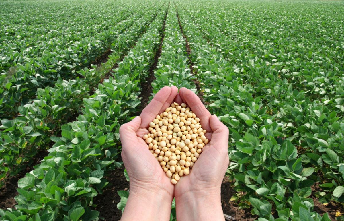 Soyabean Seeds