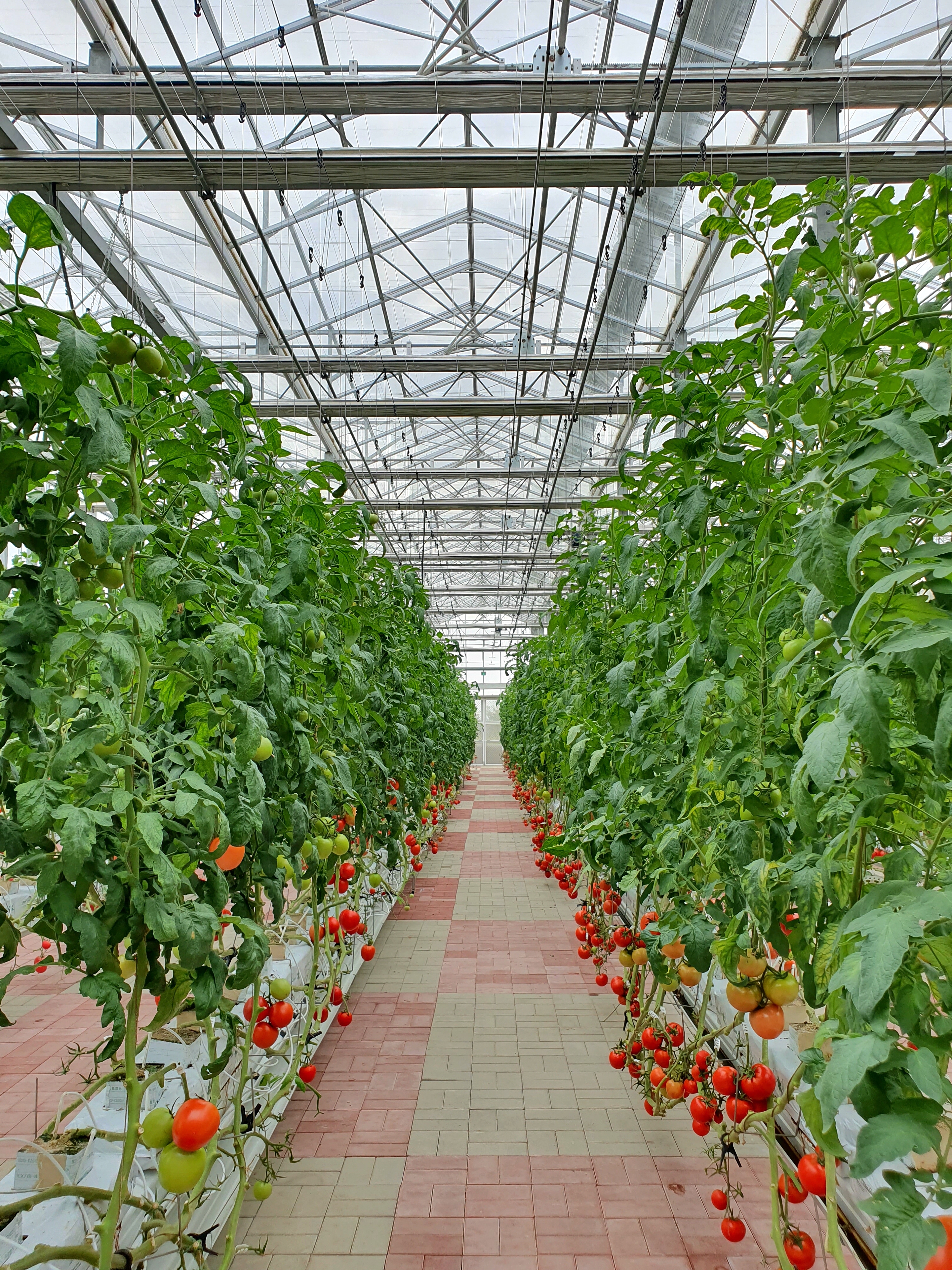Tomato Seeds